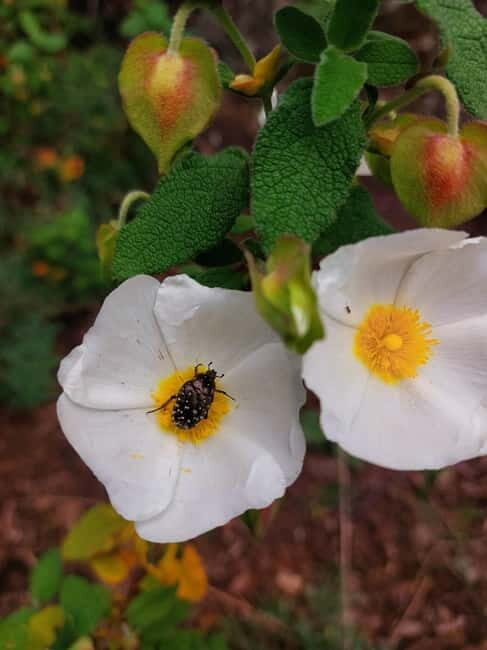 Levanto to Bonassola Hiking Tour: Nature & Wonderful Views - FAQ