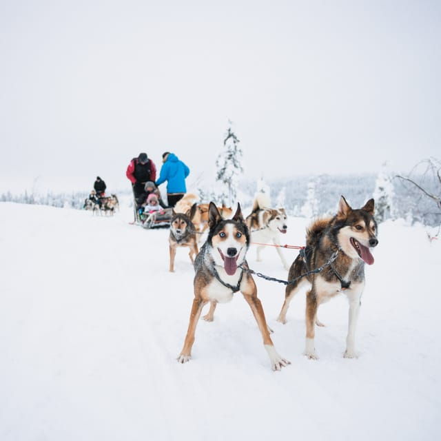 Levi: 15-Kilometres Self-Driving Husky Tour - Good To Know