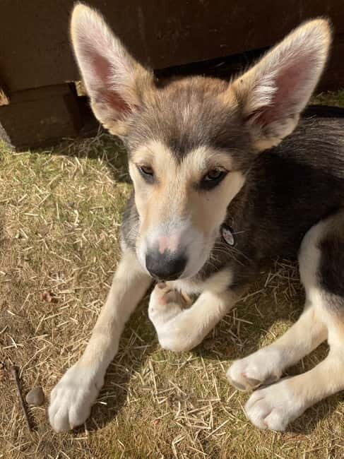 Levi: 2 KM Husky Summer Sledding with wheels - Good To Know