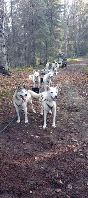 Levi: 2 KM Husky Summer Sledding with wheels - The Real Value of This Tour