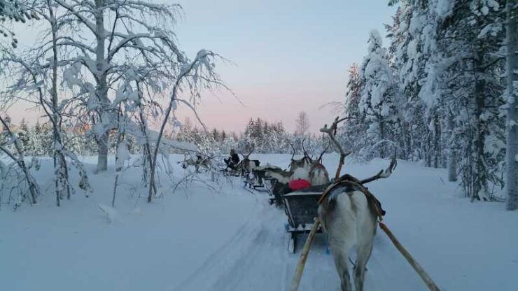 Levi: 3km Reindeer Sleigh Ride in the Forest at Night - Highlights of the Experience