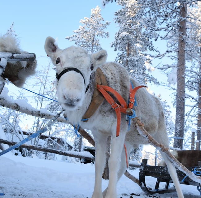 Levi: 3km Reindeer Sleigh Ride in the Forest at Night - Inclusions of the Tour