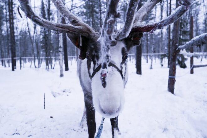 Levi: 3km Reindeer Sleigh Ride in the Forest at Night - Booking Your Adventure
