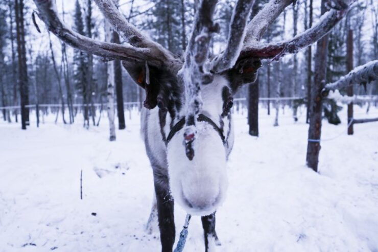 Levi: 3km Reindeer Sleigh Ride - Activity Overview