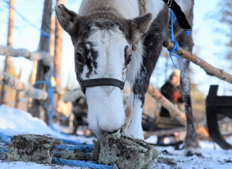 Levi: 3km Reindeer Sleigh Ride - Booking Details