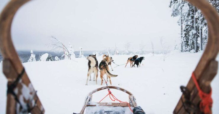 Levi: 5-Hours Self-Driving Husky Tour - Booking Details