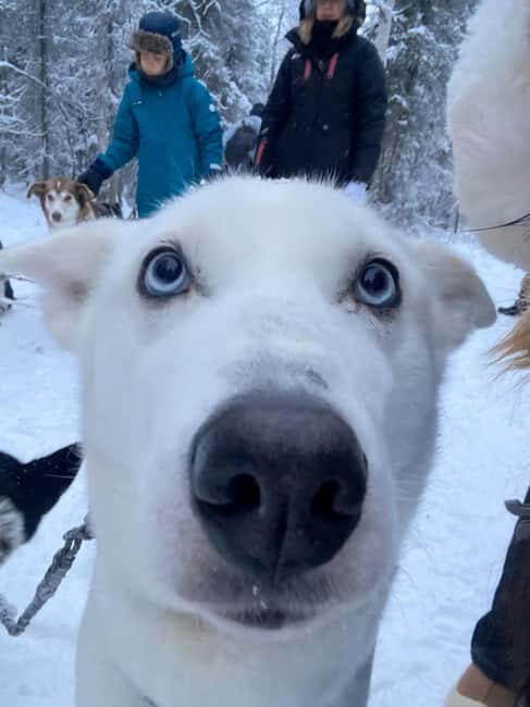 Levi: 5 Km Husky Sledding Ride in Levi - Good To Know