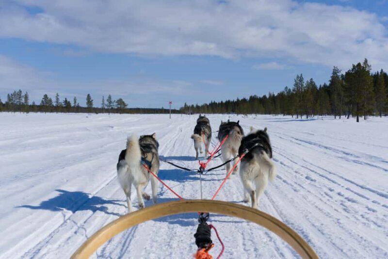 Levi: 5km Self-Driven Husky Sledge Safari - Introduction