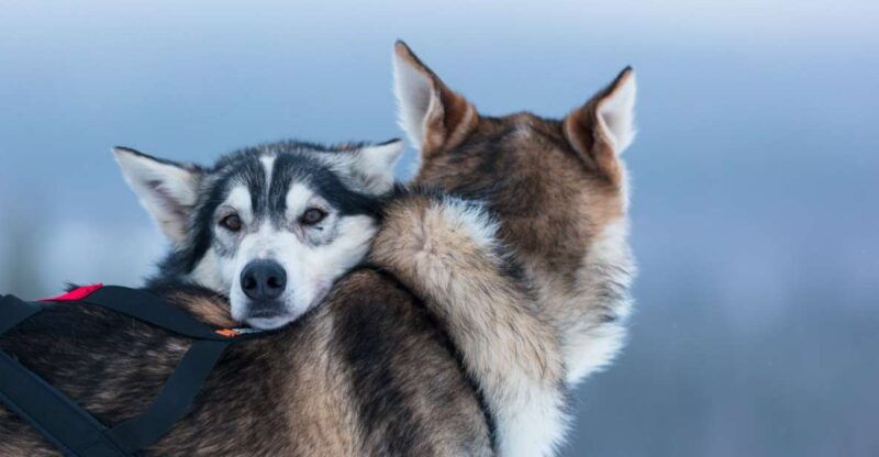 Levi: 7 km Self-Drive Husky Sledding Adventure - Good To Know