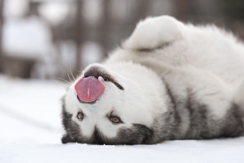 Levi: 7 km Self-Drive Husky Sledding Adventure - Who Should Consider This Tour?