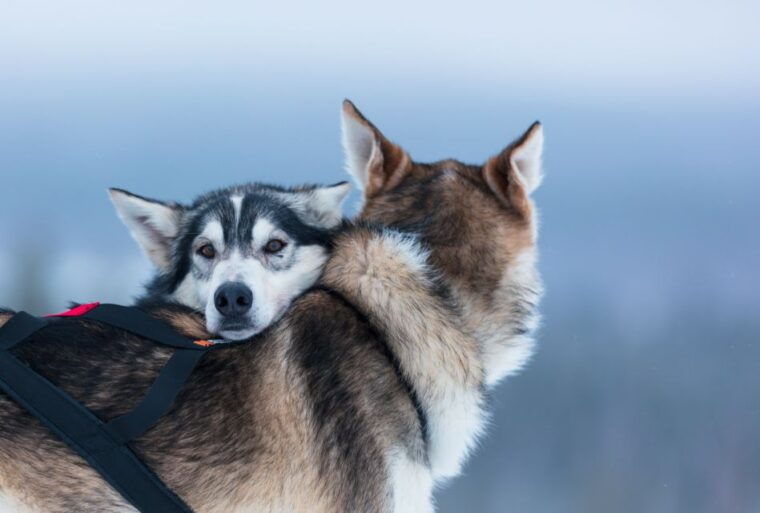Levi: 7 km Self-Drive Husky Sledding Adventure - FAQ