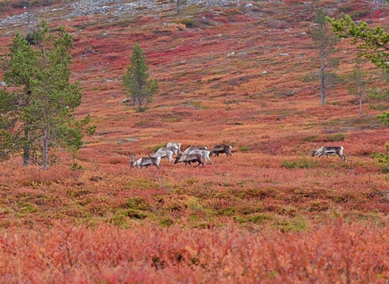 Levi: Autumn Hike and Reindeer Farm Visit - Levi: Autumn Hike and Reindeer Farm Visit — A Genuine Lapland Experience