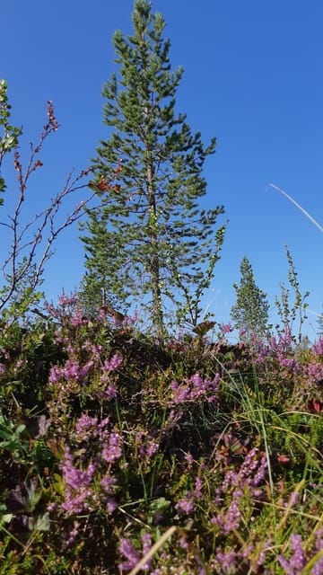 Levi: Berry Picking - Superfoods from Nature - Good To Know