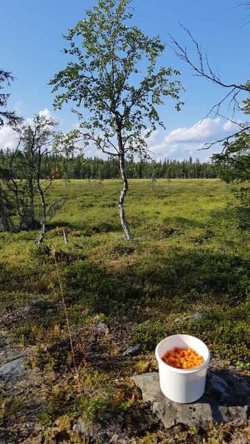 Levi: Berry Picking - Superfoods from Nature - Who This Tour Is Best For