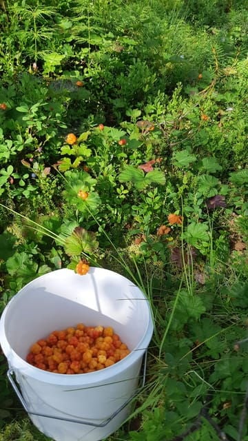 Levi: Berry Picking - Superfoods from Nature - Practical Tips for Enjoying the Tour