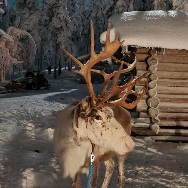 Levi: Canoeing Adventure with Reindeer Farm Visit - The Sum Up