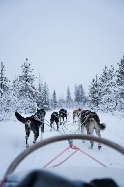 Levi: Evening Husky Sled Ride Under the Northern Lights - Experience Highlights