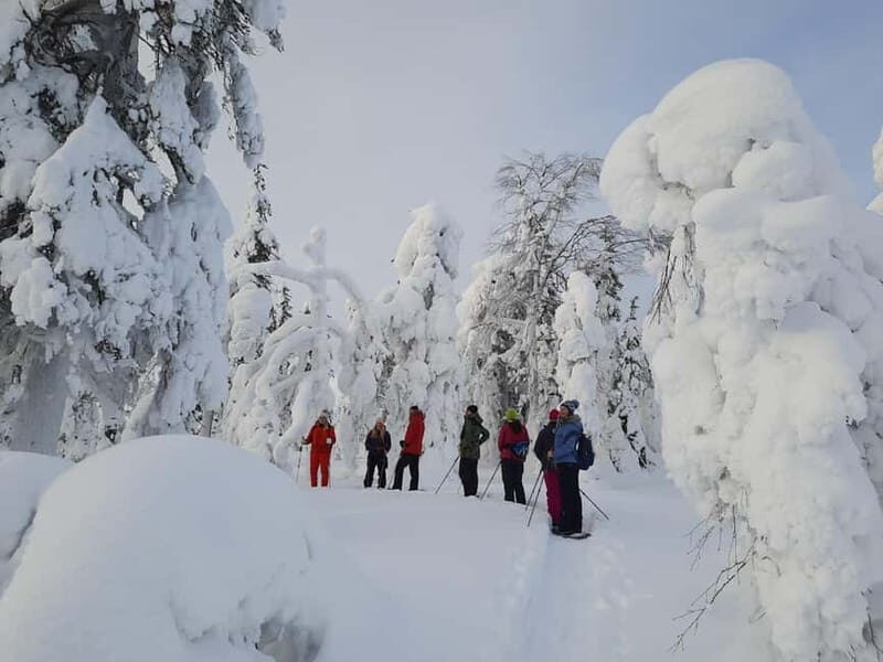 Levi: Evening Snowshoe Walk Under Northern Sky - What Makes the Tour Stand Out?