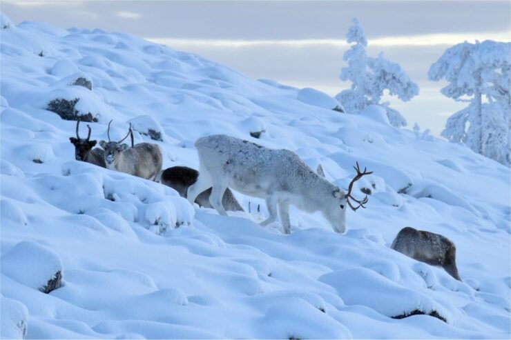 Levi: Explore Lapland Local Way-Over Night - Activity Details
