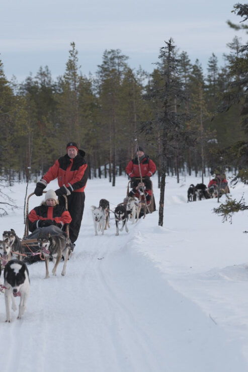 Levi: Follow the Elves – One Day Husky Safari - Pricing and Availability