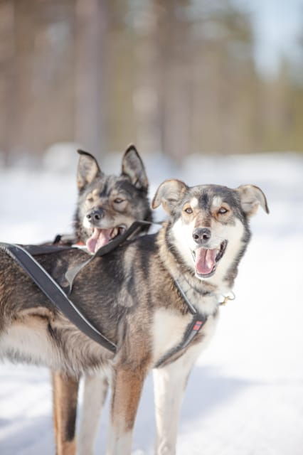 Levi: Guide-driven Husky Safari - Discovering the Levi Guide-driven Husky Safari