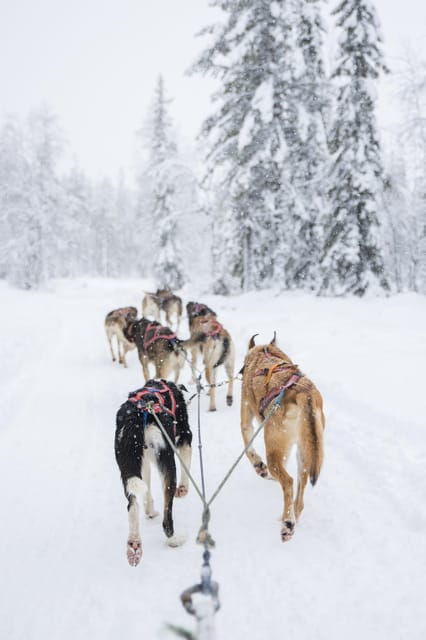 Levi: Guide-driven Husky Safari - What Travelers Love About This Experience