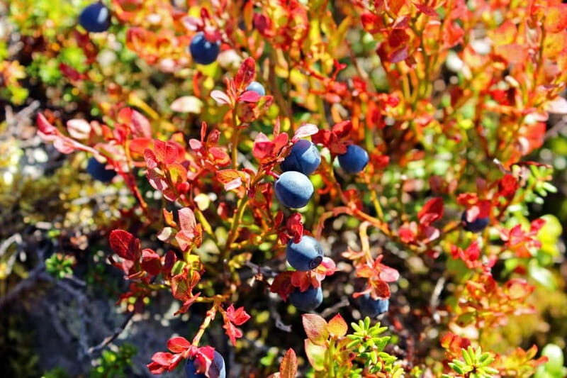 Levi: Guided Hike on the Shaman Päiviö Trail - An In-Depth Look at the Shaman Päiviö Trail Experience