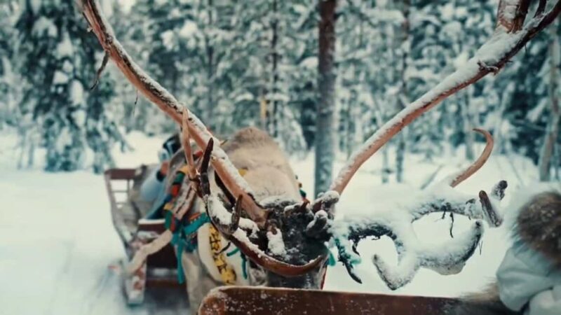 Levi: Husky and Reindeer Arctic Duo Safari - Levi: Husky and Reindeer Arctic Duo Safari – An Authentic Snowy Adventure