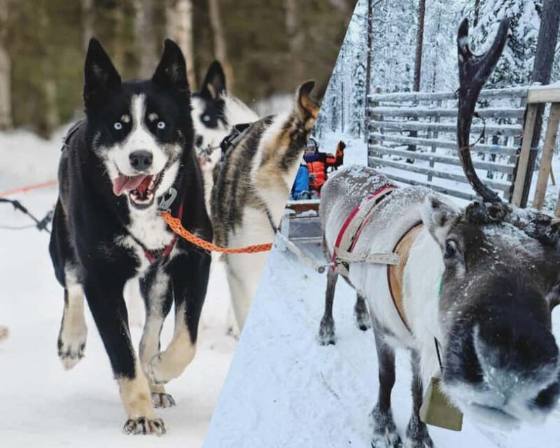 Levi: Husky and Reindeer Arctic Duo Safari - Good To Know