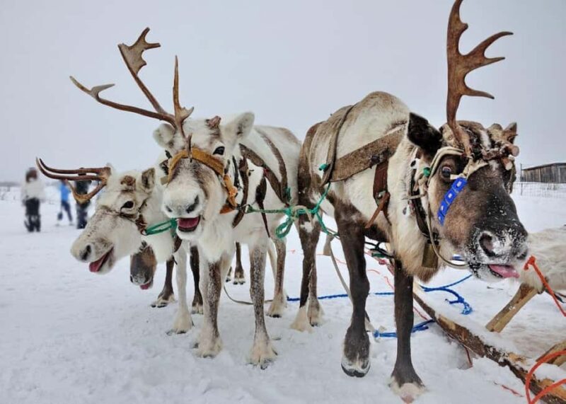Levi: Husky and Reindeer Arctic Duo Safari - Authentic Experiences That Offer More Than Photos