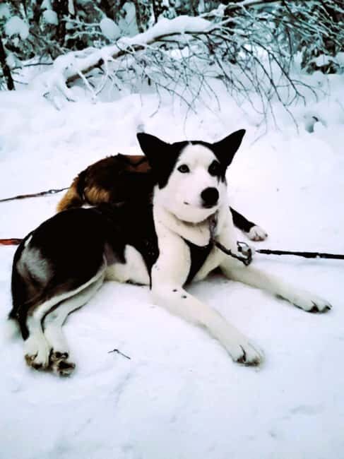 Levi: Husky and Reindeer Arctic Duo Safari - FAQs