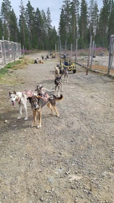 Levi: Husky cart tour- Midnight Sun & Autumn Northern Lights - Good To Know