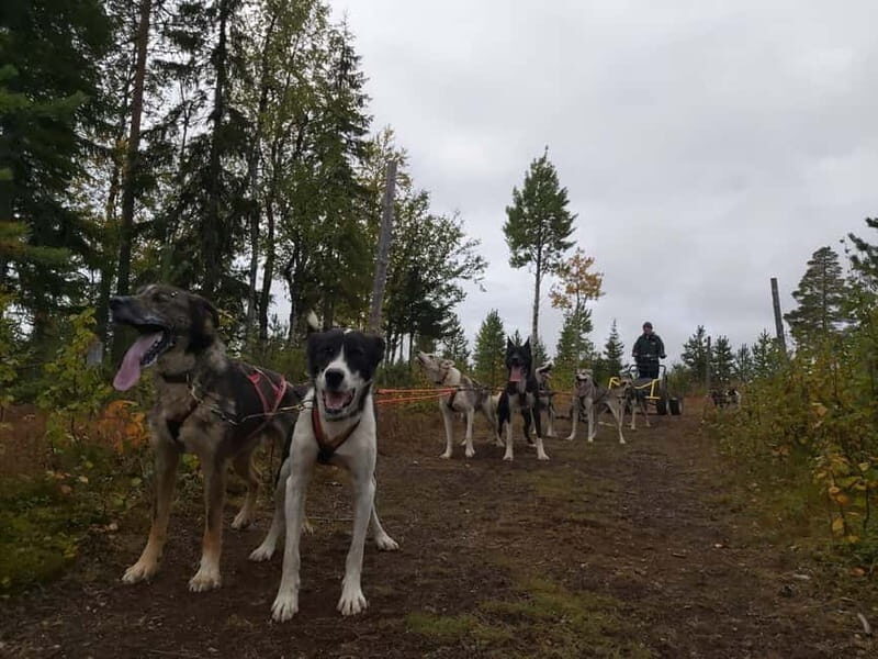 Levi: Husky cart tour- Midnight Sun & Autumn Northern Lights - An In-Depth Look at the Husky Cart Tour Experience