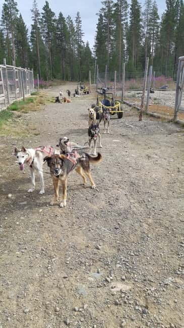 Levi: Husky cart tour- Midnight Sun & Autumn Northern Lights - The Itinerary Breakdown