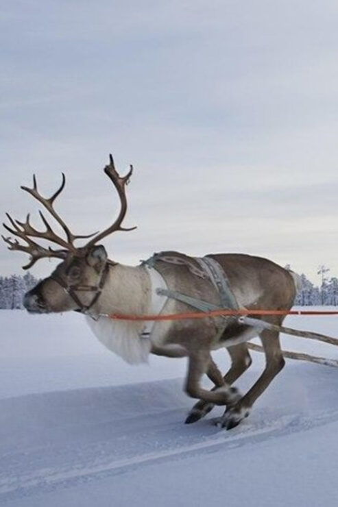 Levi: Lapland Reindeer and Husky Safari - Good To Know