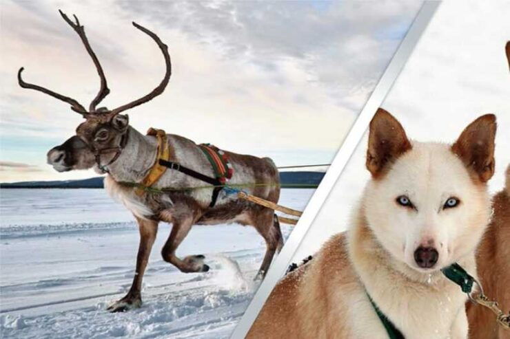 Levi: Lapland Reindeer and Husky Safari - Itinerary and Activities