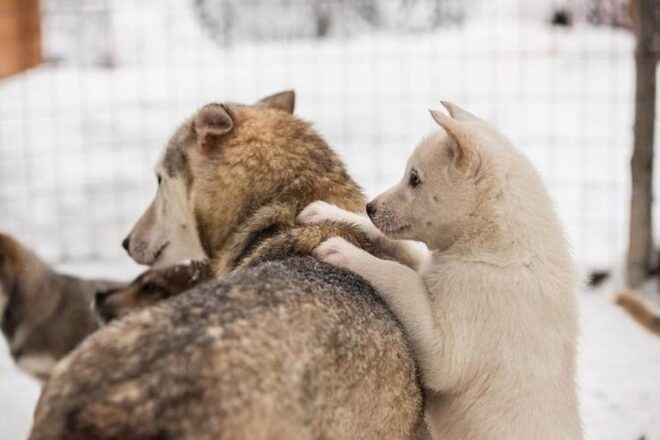 Levi: Lapland Reindeer and Husky Safari - Customer Reviews and Ratings