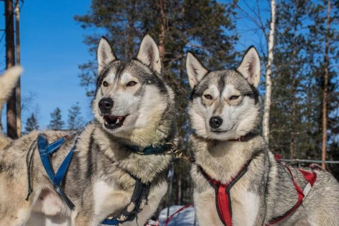 Levi: Lapland Reindeer and Husky Safari - What to Expect on the Safari