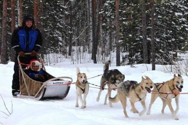 Levi: Lapland Reindeer and Husky Safari - Booking Your Adventure