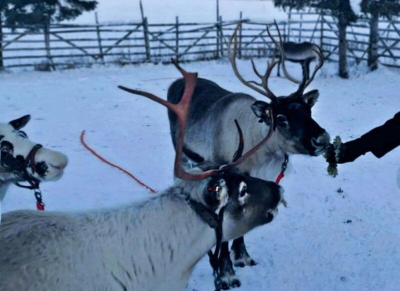 Levi: Lapland Reindeer Safari - Good To Know
