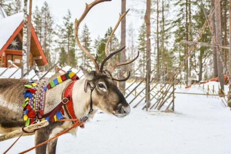 Levi: Lapland Reindeer Safari - Authenticity and Review Insights