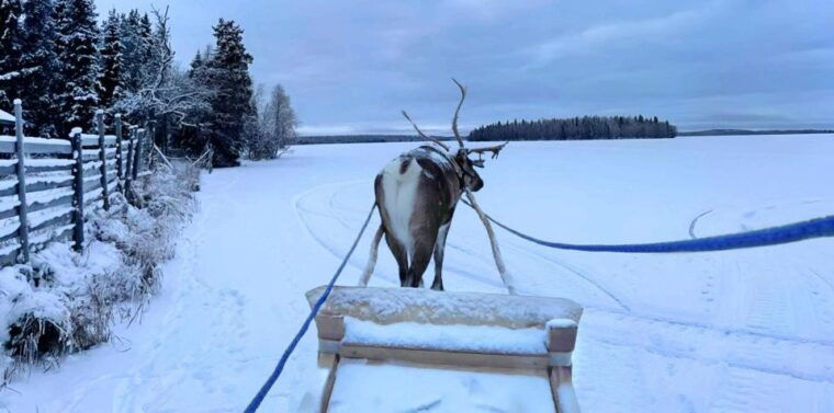 Levi: Lapland Reindeer Safari - Final Thoughts
