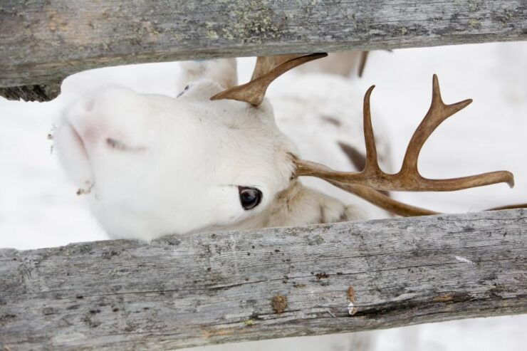 Levi: Lappish Village Experience and Reindeer Sled Ride - Activity Highlights