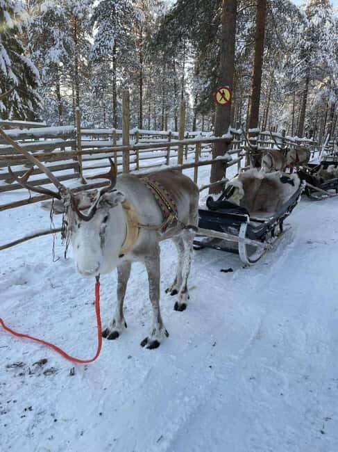 Levi: Meet Reindeer and Visit Husky Kennel - An In-Depth Look at the Experience