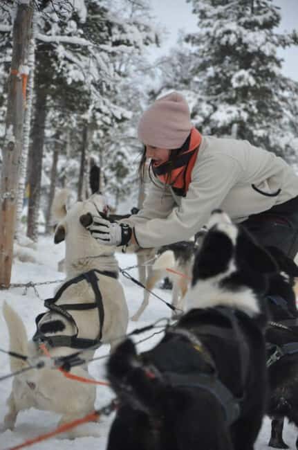 Levi: Meet Reindeer and Visit Husky Kennel - The Sum Up: Who Will Love This Tour?