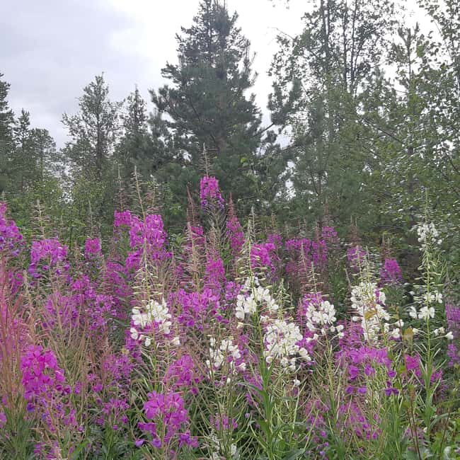 Levi: Nature Walk with Birds, Animals, and Plants - Good To Know