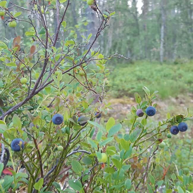 Levi: Nature Walk with Birds, Animals, and Plants - An Honest Look at the Experience