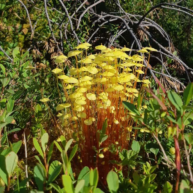 Levi: Nature Walk with Birds, Animals, and Plants - A Detailed Breakdown of the Tour