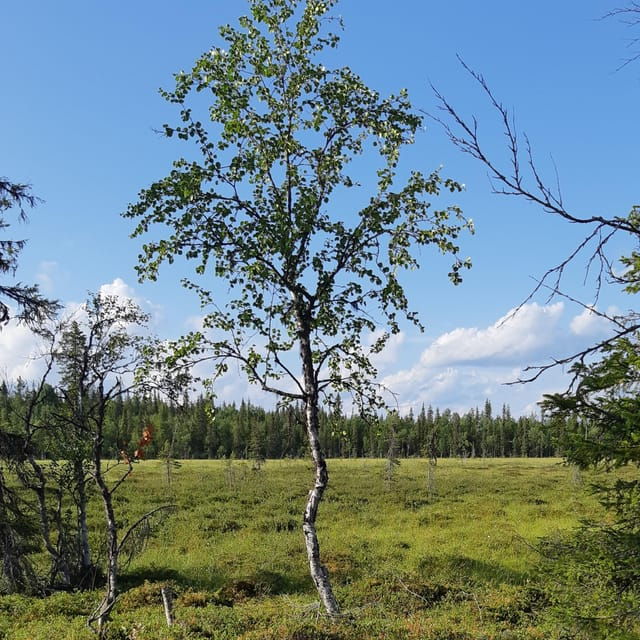 Levi: Nature Walk with Birds, Animals, and Plants - Levi: Nature Walk with Birds, Animals, and Plants – A Genuine Lapland Experience