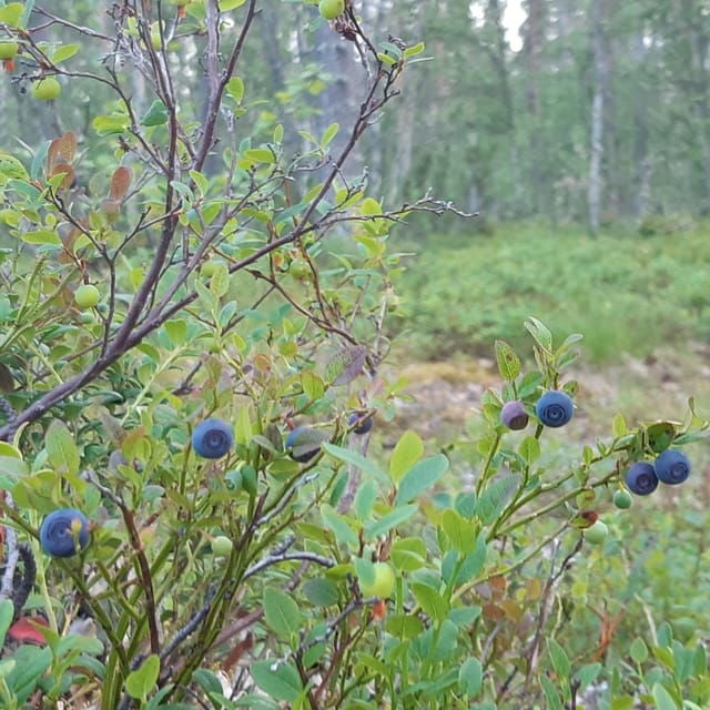 Levi: Nature Walk with Birds, Animals, and Plants - A Close Look at the Tour Itinerary
